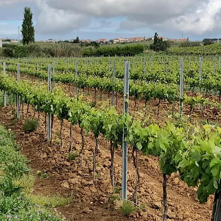 Portuguese Village - Casa Martins No.54 Daire *